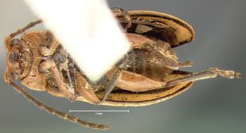 Media type: image; Entomology 18752   Aspect: habitus ventral view